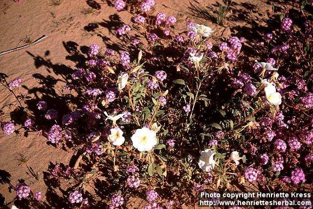 Photo: Oenothera deltoides.