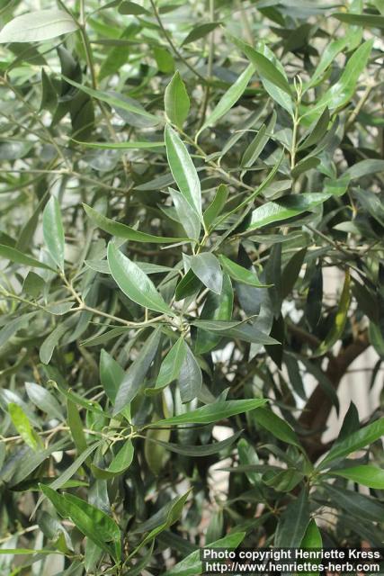 Photo: Olea europaea 2.