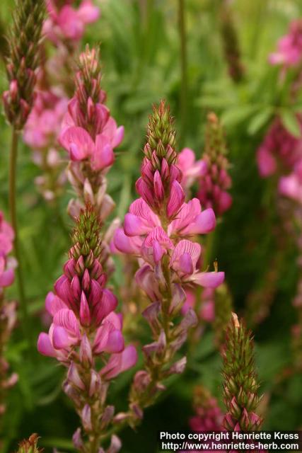 Photo: Onobrychis viciifolia 1.