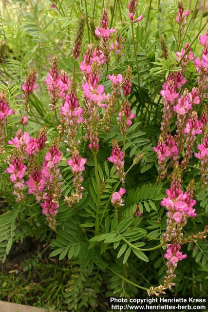 Photo: Onobrychis viciifolia 2.