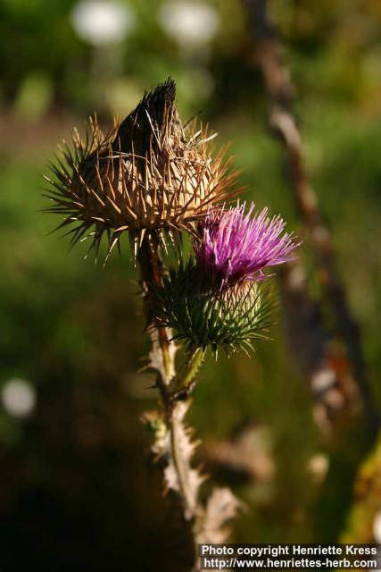 Photo: Onopordum acanthium.