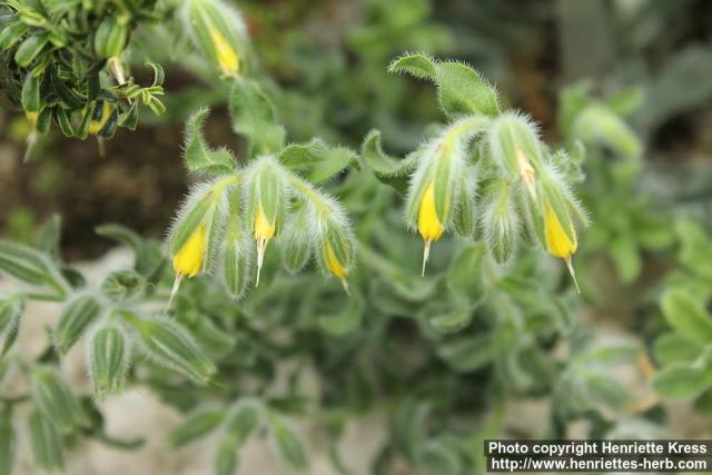 Photo: Onosma frutescens 0.