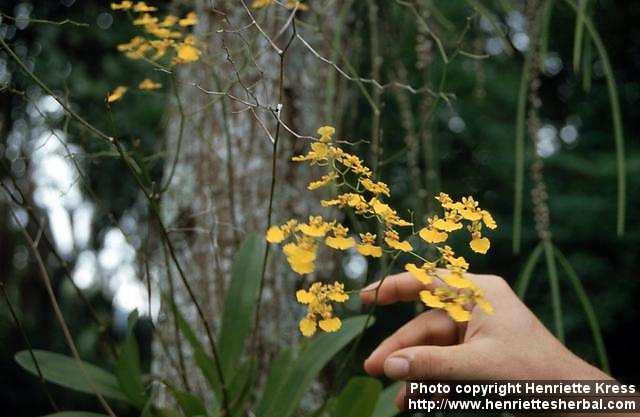 Photo: Oncidium.