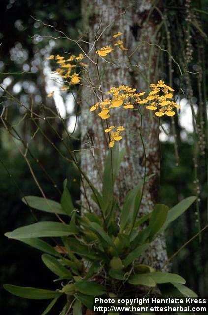 Photo: Oncidium 1.