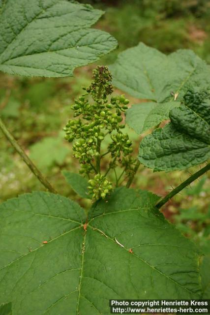 Photo: Oplopanax horridus 4.