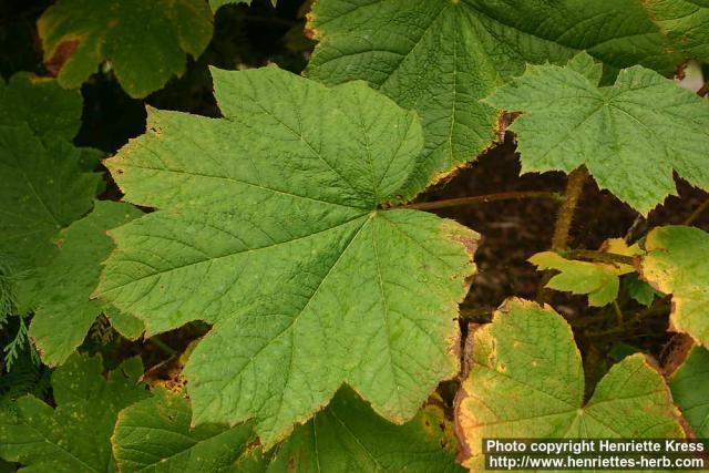 Photo: Oplopanax horridus 6.