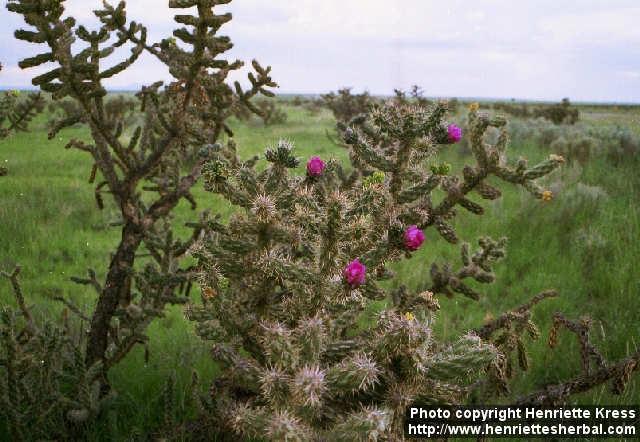 Photo: Opuntia imbricata.