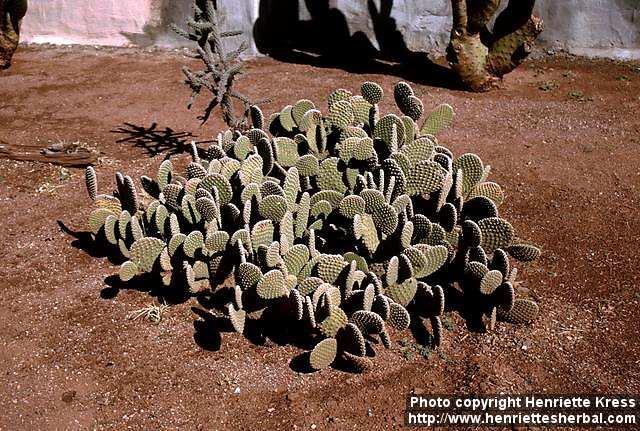 Photo: Opuntia microdasys.