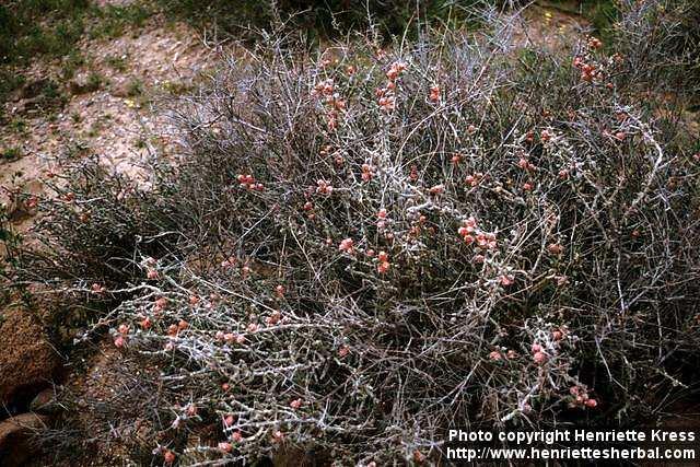 Photo: Opuntia leptocaulis.