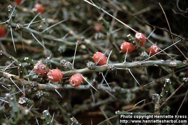 Photo: Opuntia leptocaulis 1.