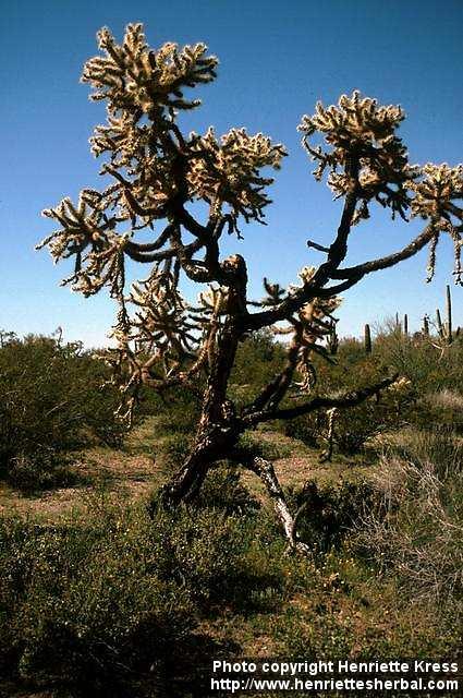 Photo: Opuntia fulgida.