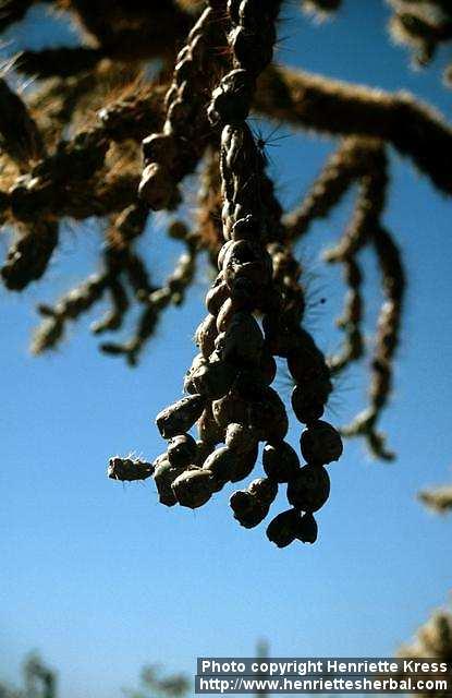 Photo: Opuntia fulgida 1.