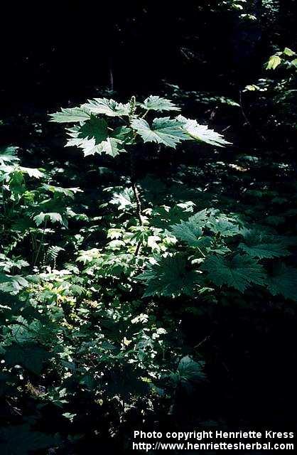 Photo: Oplopanax horridus.