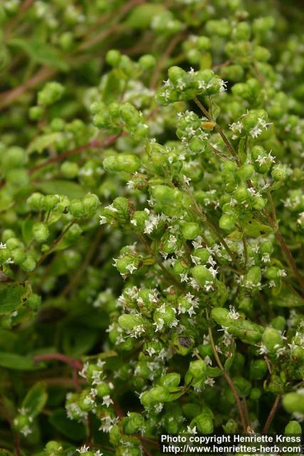 Photo: Origanum majorana 4.