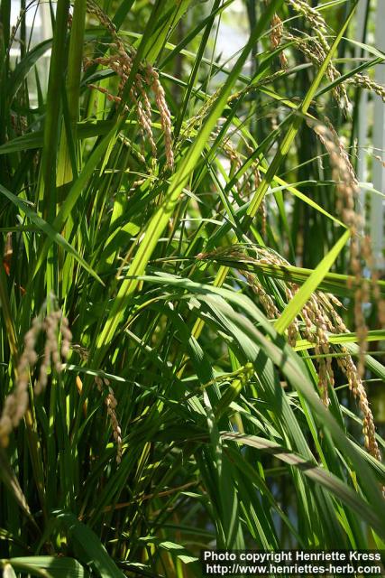 Photo: Oryza sativa 4.