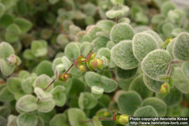 Photo: Origanum dictamnus 1.