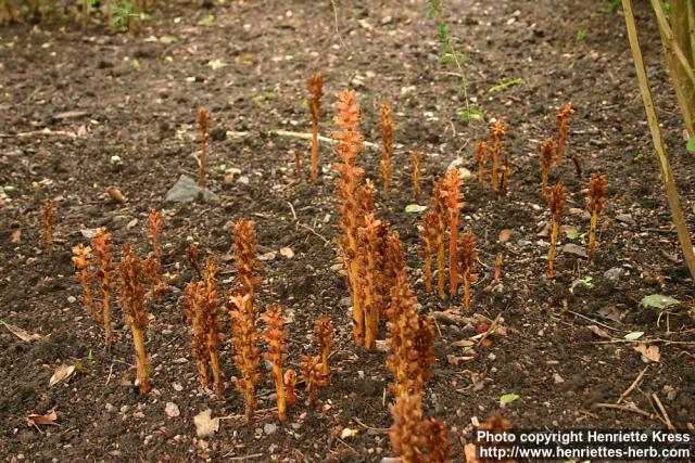 Photo: Orobanche lucorum.