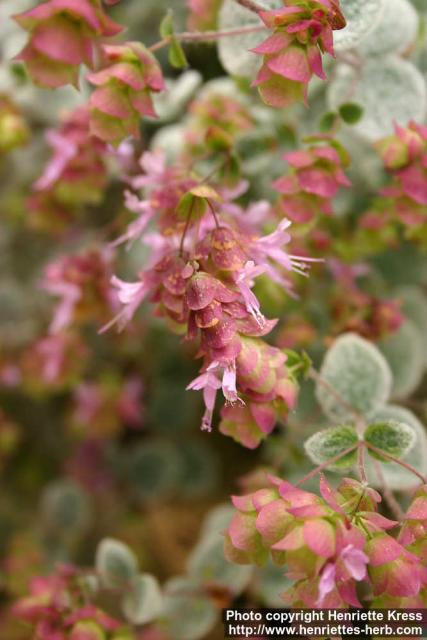 Photo: Origanum dictamnus 3.