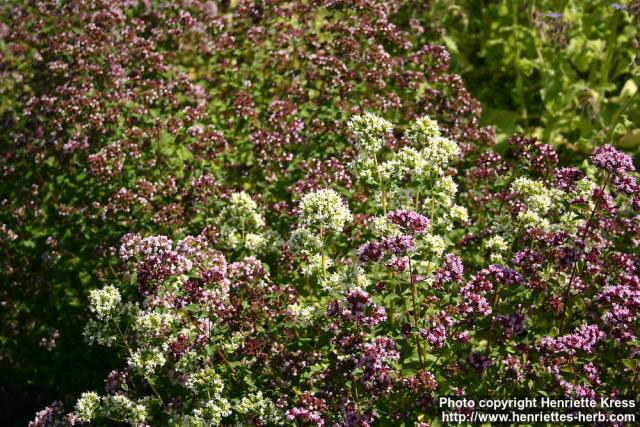 Photo: Origanum vulgare 8.