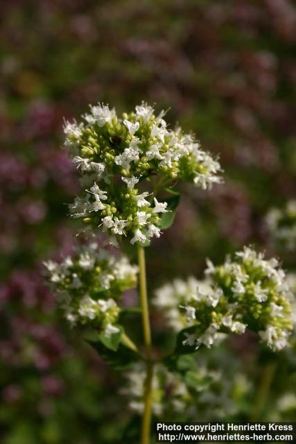 Photo: Origanum heracleoticum 2.