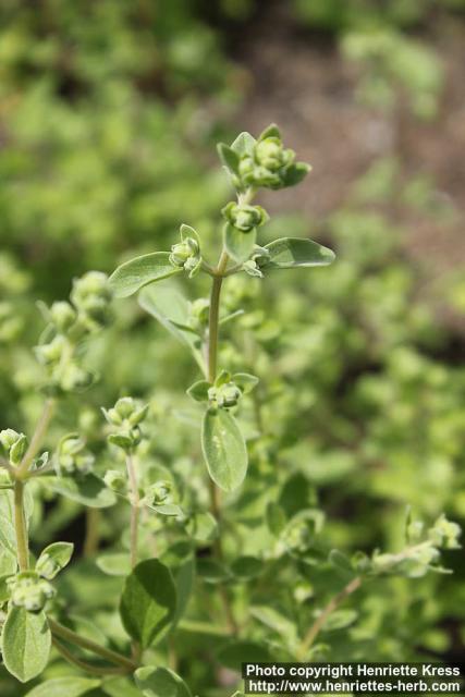 Photo: Origanum majorana 6.