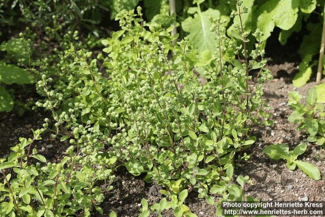 Photo: Origanum majorana 7.