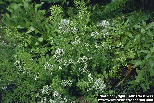 Photo: Origanum heracleoticum.