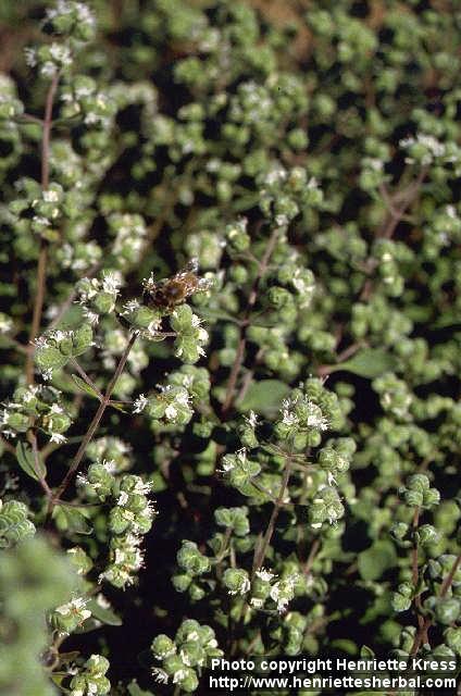 Photo: Origanum majorana 1.