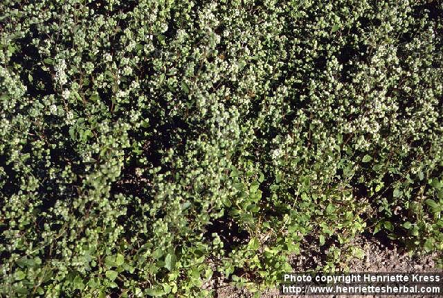 Photo: Origanum majorana.