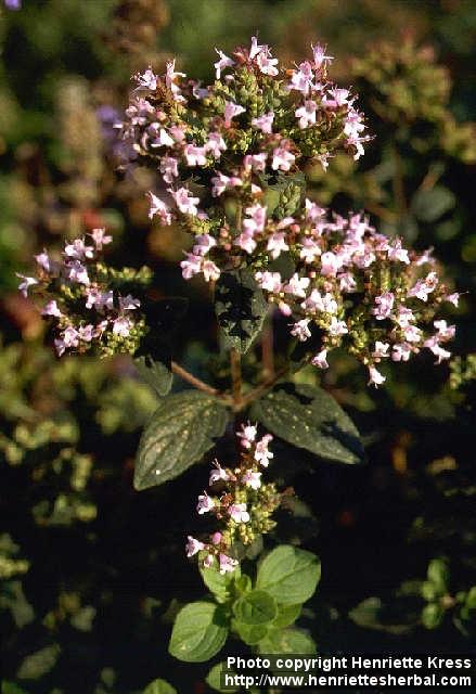 Photo: Origanum vulgare 3.