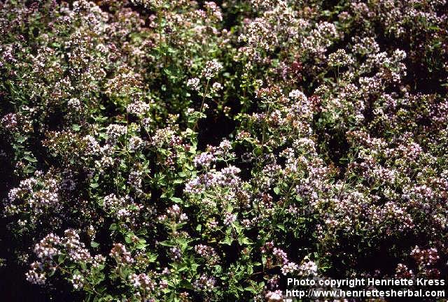 Photo: Origanum vulgare.