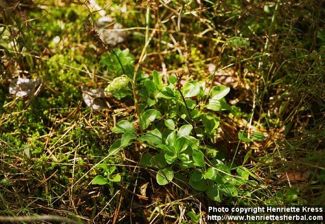 Photo: Orthilia secunda.