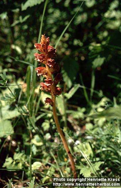 Photo: Orobanche gracilis.