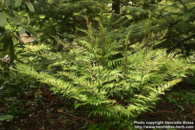 Photo: Osmunda lancea.