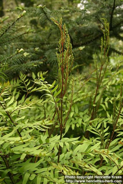 Photo: Osmunda lancea 1.