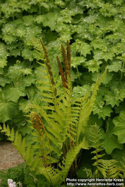 Photo: Osmunda cinnamomea.