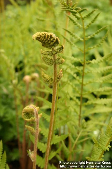 Photo: Osmunda cinnamomea 1.