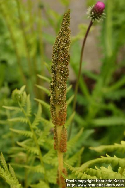 Photo: Osmunda cinnamomea 2.