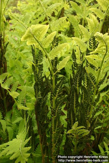 Photo: Osmunda claytoniana 1.