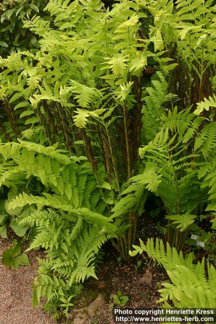 Photo: Osmunda claytoniana.