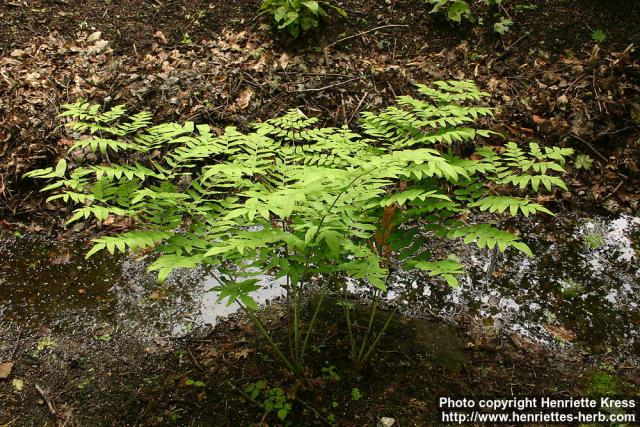 Photo: Osmunda lancea 2.