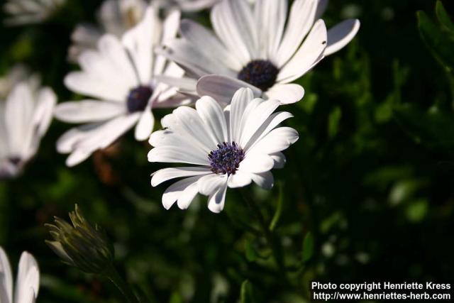 Photo: Osteospermum jucundum 4.