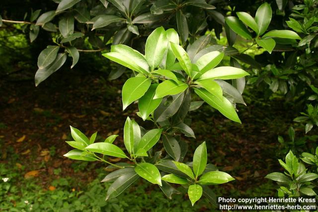 Photo: Osmanthus rigidus 0.