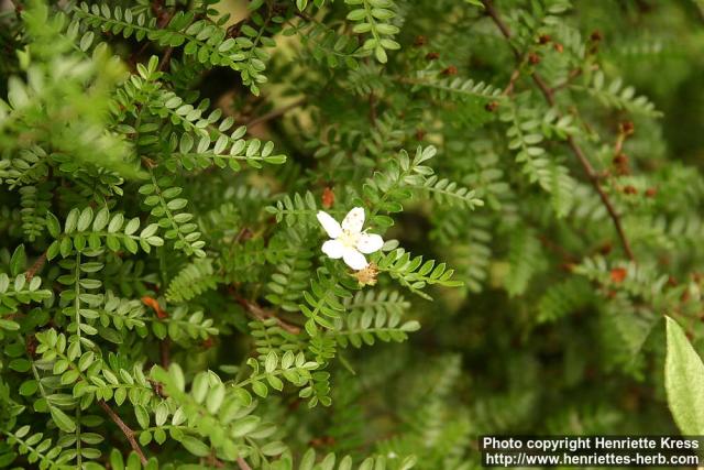 Photo: Osteomeles schweriniae 0.