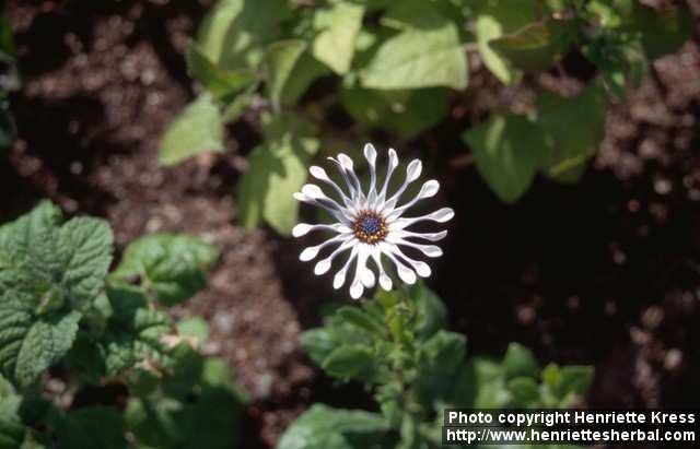 Photo: Osteospermum 2.