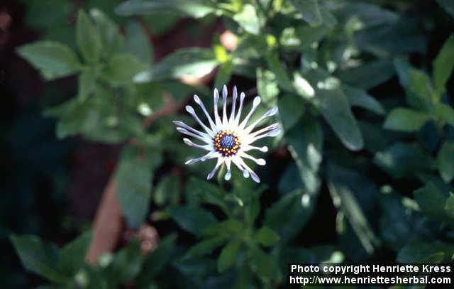 Photo: Osteospermum.