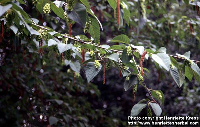 Photo: Ostrya carpinifolia.