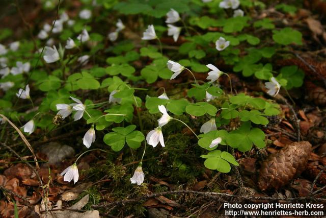 Photo: Oxalis acetosella 4.