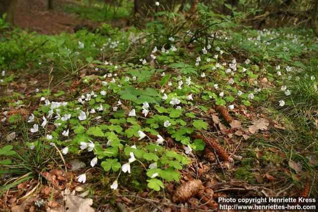 Photo: Oxalis acetosella 5.