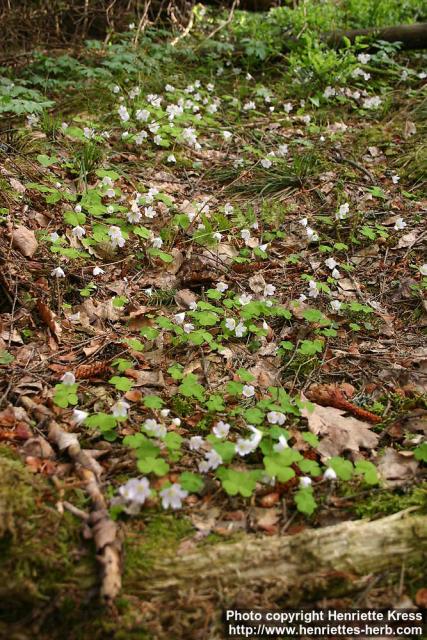 Photo: Oxalis acetosella 7.